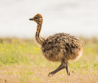 Anakan Burung Unta