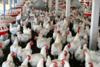 Harga Ayam Broiler Hari Ini Blitar