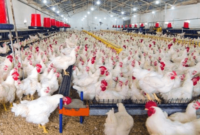 Harga Ayam Broiler Hari Ini Jawa Barat