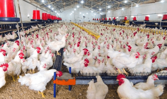 Harga Ayam Broiler Hari Ini Jawa Barat