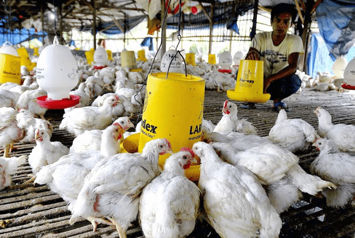 Harga Ayam Broiler Hari Ini Jawa Tengah