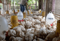 Harga Ayam Broiler Hari Ini Banjarmasin