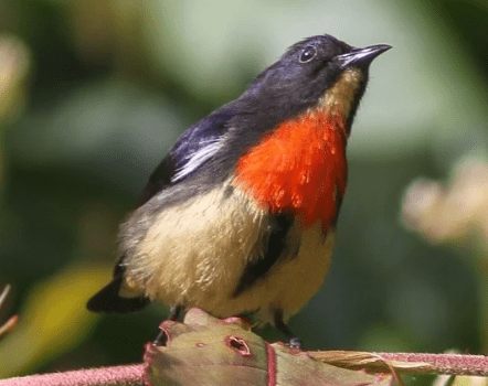 Burung Kemade Borneo