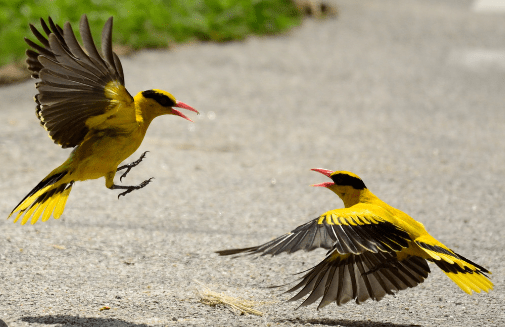 Gambar Burung Kepodang