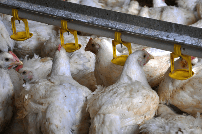 Harga Ayam Broiler Hari Ini Klaten