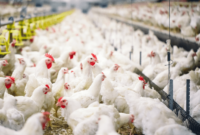 Harga Ayam Broiler Hari Ini Magelang