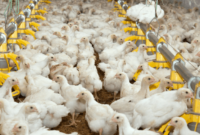 Harga Ayam Broiler Hari Ini Samarinda