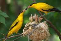 Burung Kepodang Jawa