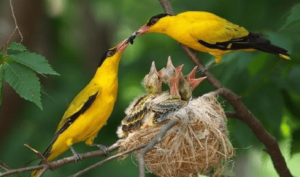 Burung Kepodang Jawa