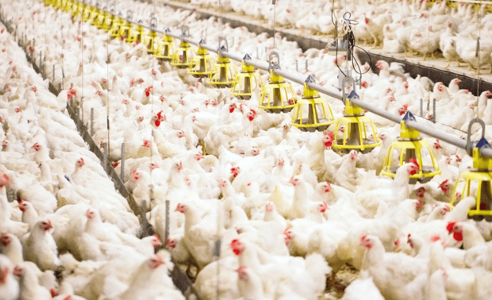 Harga Ayam Broiler di Jawa Tengah