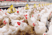 Harga Ayam Broiler Hari Ini Tangerang