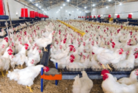 Harga Ayam Broiler Hari Ini di Kalimantan Selatan