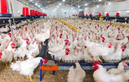 Harga Ayam Broiler Hari Ini di Kalimantan Selatan