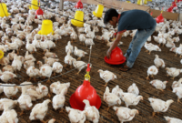 Harga Ayam Broiler Hari Ini Tasikmalaya