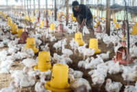 Harga Ayam Broiler Hari Ini Malang