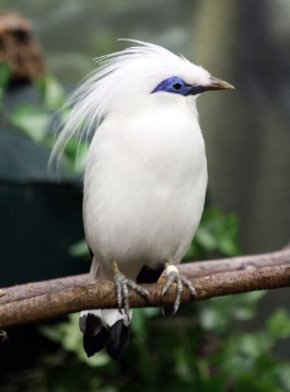 Jalak Bali Jantan