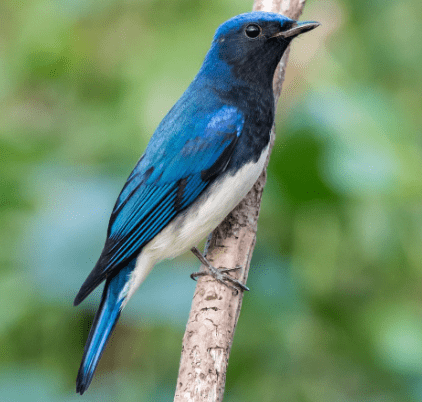 Selendang Biru Tengger