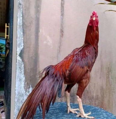 Jenis Ayam Bangkok Ekor Lidi