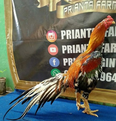 Harga Ayam Bangkok Ekor Lidi