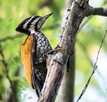 Burung Pelatuk Beras