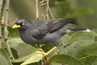 Burung Jalak Kebo