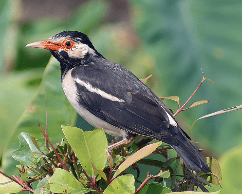 Burung Jalak