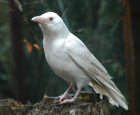 Burung Gagak Putih