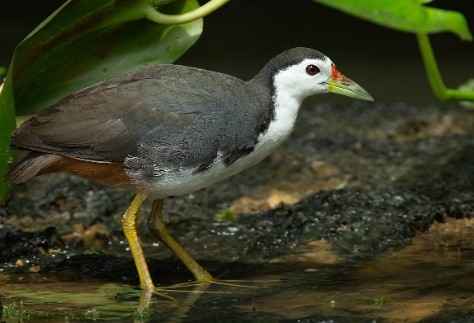 Burung Ruak Ruak Dewasa