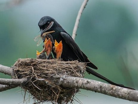 Indukan Burung Srigunting 