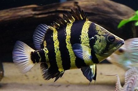 Tiger Fish Papua