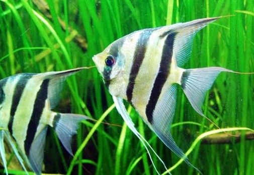 Ikan Manfish Tricolor