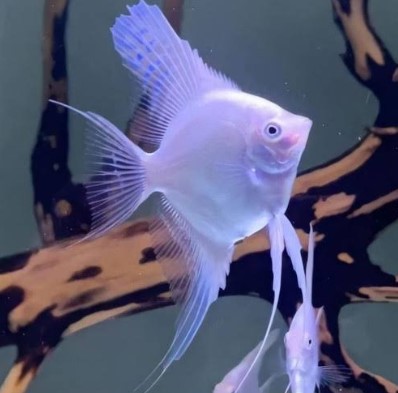 Ikan Manfish Platinum