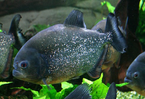 Ikan Piranha Pike