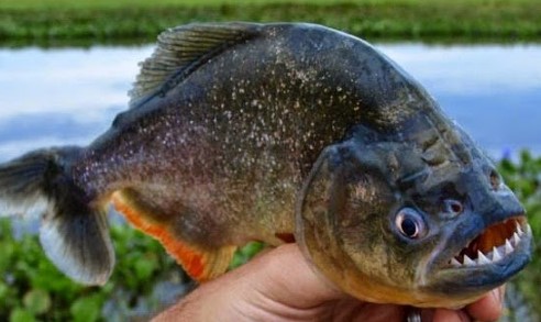 Gambar Ikan Piranha