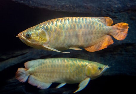 Indukan Ikan Arwana Golden Red