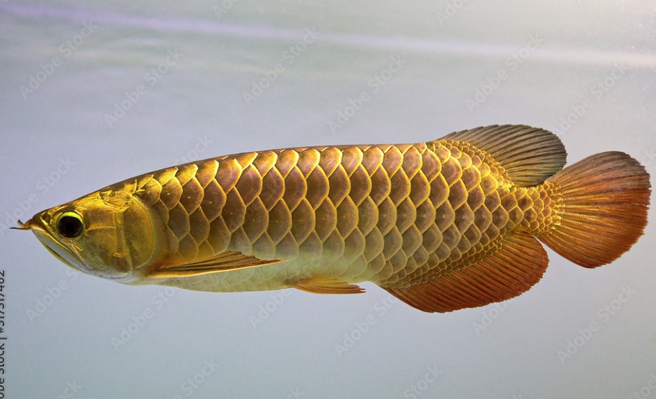 Ikan Arwana Golden Red Kualitas Kontes