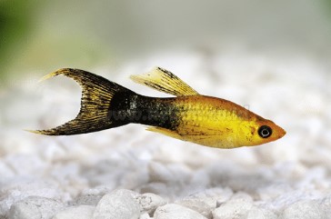 Ikan Molly Golden Black