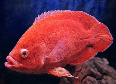 Ikan Oscar Merah