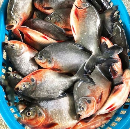 Harga Ikan Bawal di Pasaran