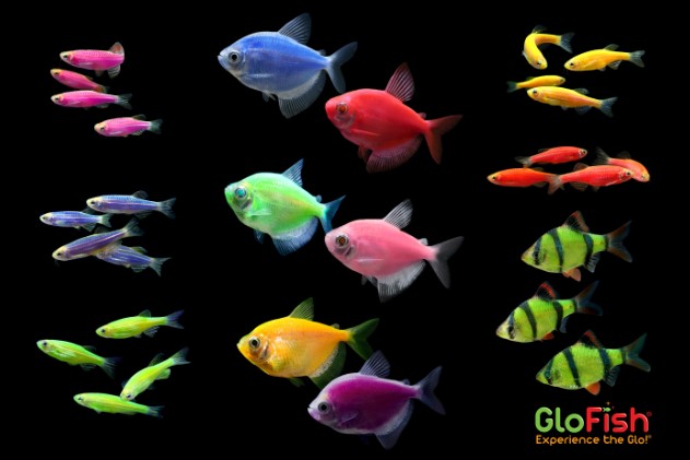 Jenis Ikan Glofish