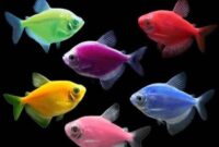 Tetra Glofish