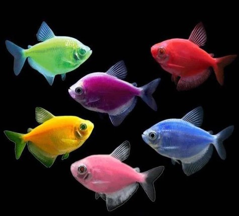 Tetra Glofish