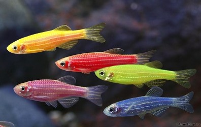 Zebra Glofish