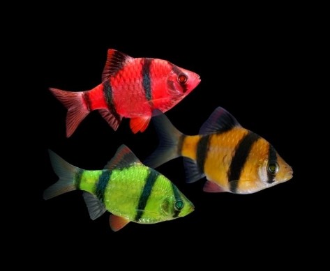 Barb Glofish