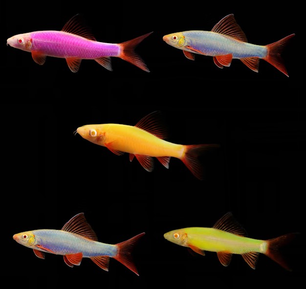 Shark Glofish