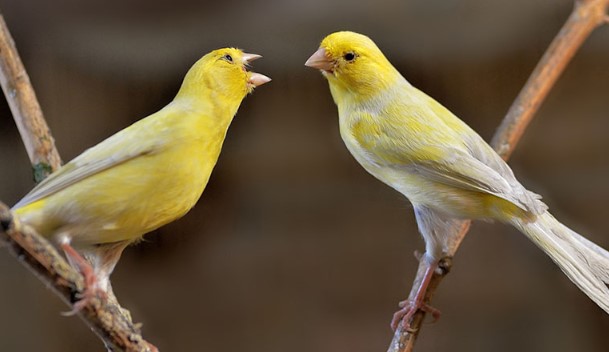 Jenis Burung Kenari