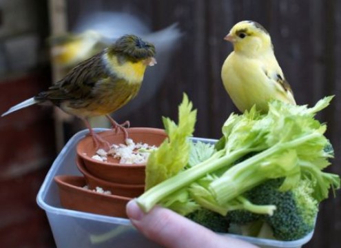 Makanan Burung Kenari