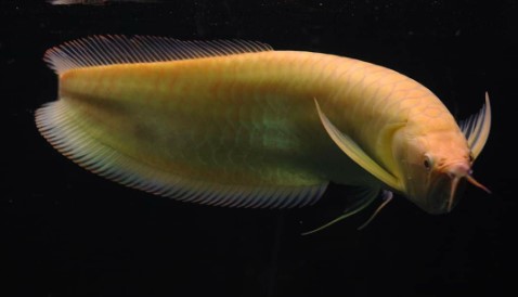 Ikan Arwana Silver Albino