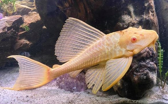 Ikan Sapu-Sapu Albino