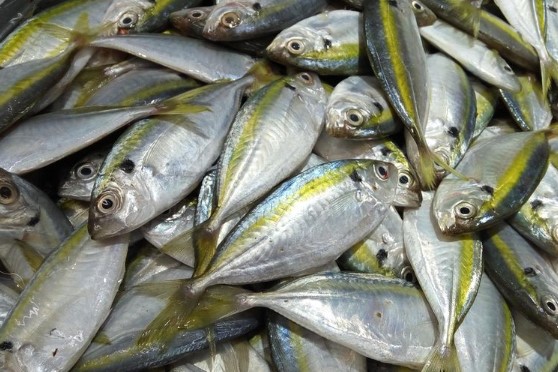 Harga Ikan Kembung 1 Kg